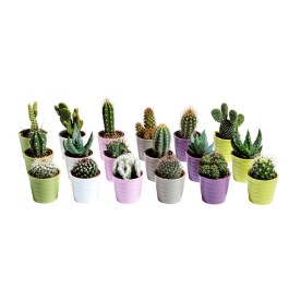 CACTACEAE £4.50 for 3